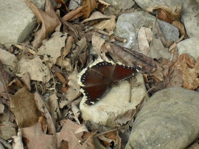 SDC12111.jpg