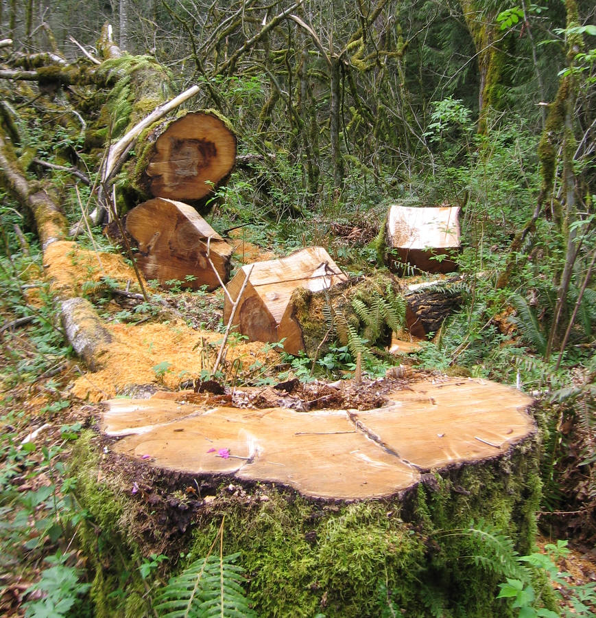 Curly%20maple.jpg