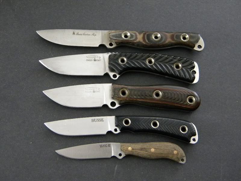 ber_cub_1.jpg