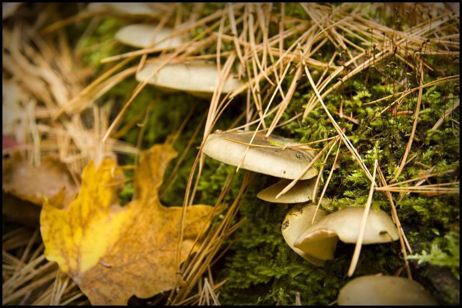 Shrooms4.jpg