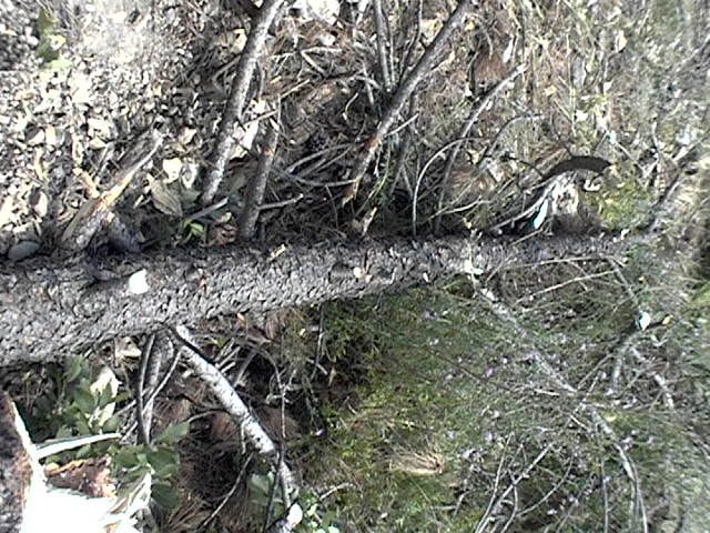 3Tarwar2logs006.jpg