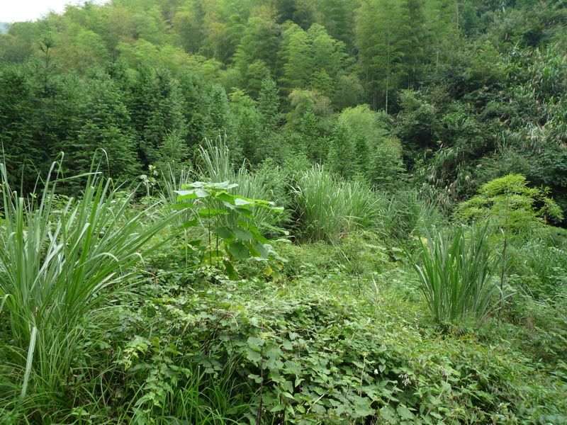 P1000928.jpg