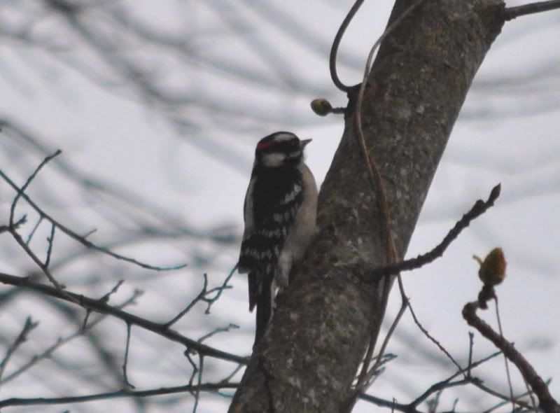 DSC_0423.jpg