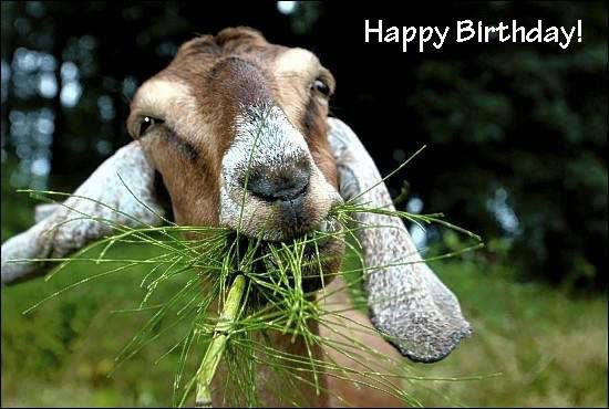 goat_happyBday.jpg