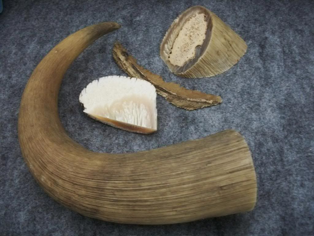 muskox020.jpg