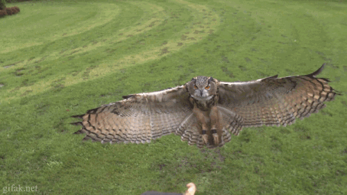 OwlLanding.gif~original