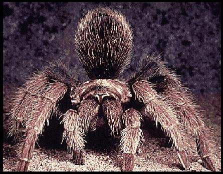 tarantula.jpg