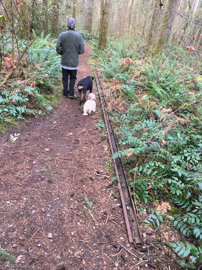 Track%20in%20woods.jpg