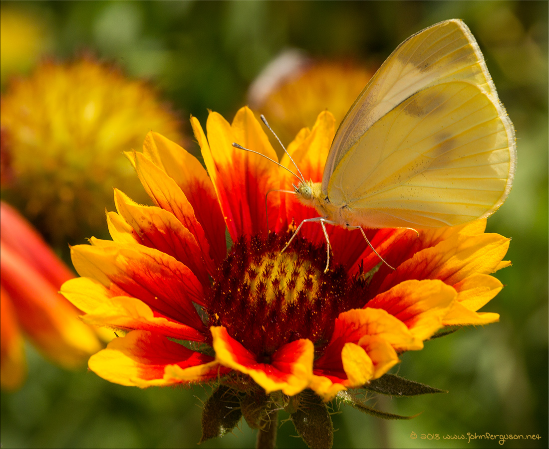 gallardiabutterfly.jpg