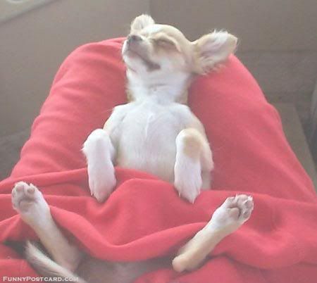 AnimalRelax.jpg