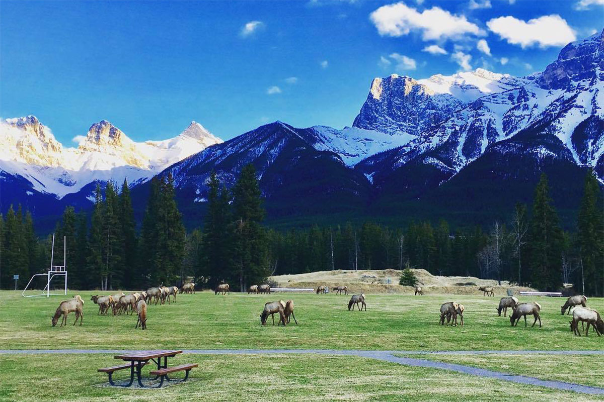 Canmore_caribou_WEB.jpg