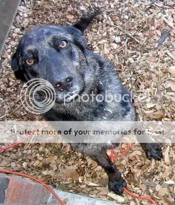 dogs-1.jpg
