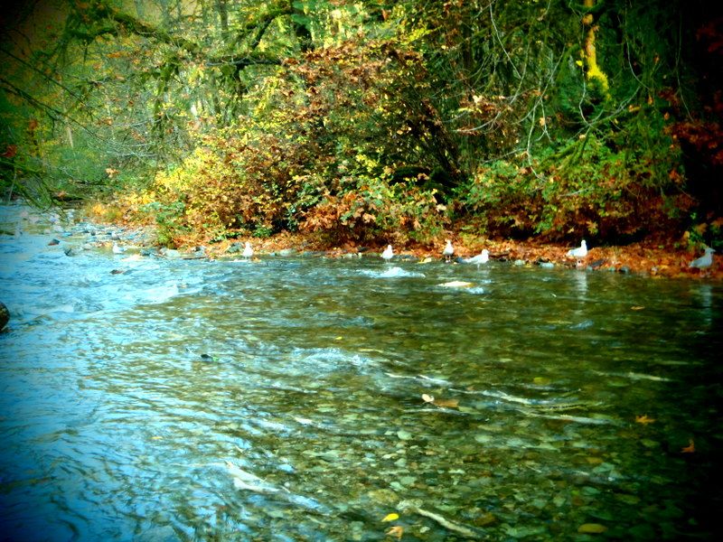 GoldStreamSalmonRun2012006.jpg