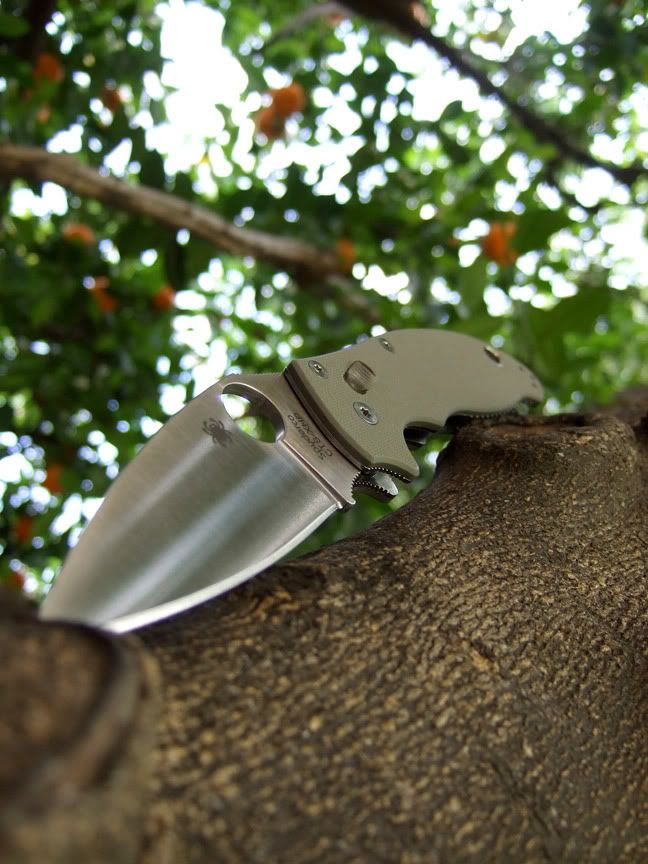 IntheTree.jpg