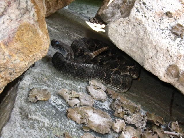 rattlesnakecatrock027.jpg