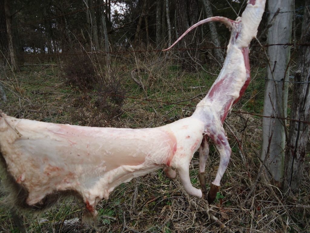Trapping59.jpg