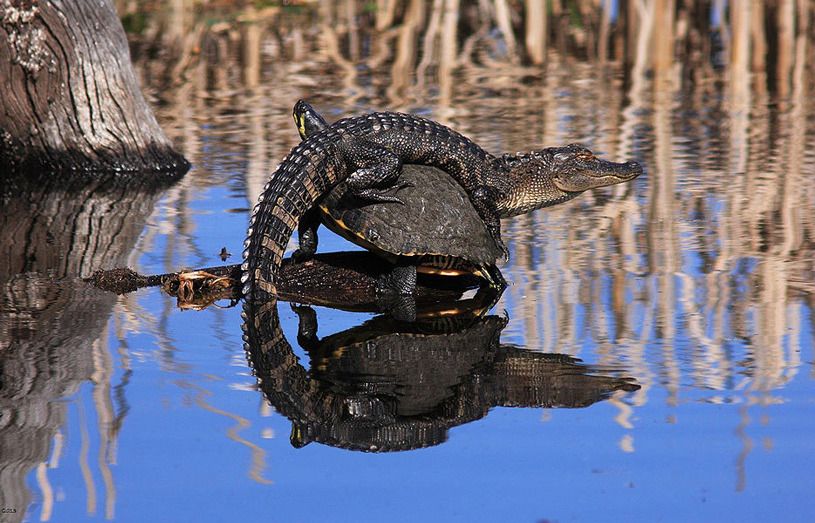 Crocodilenew_zpsrvpnohpw.jpg