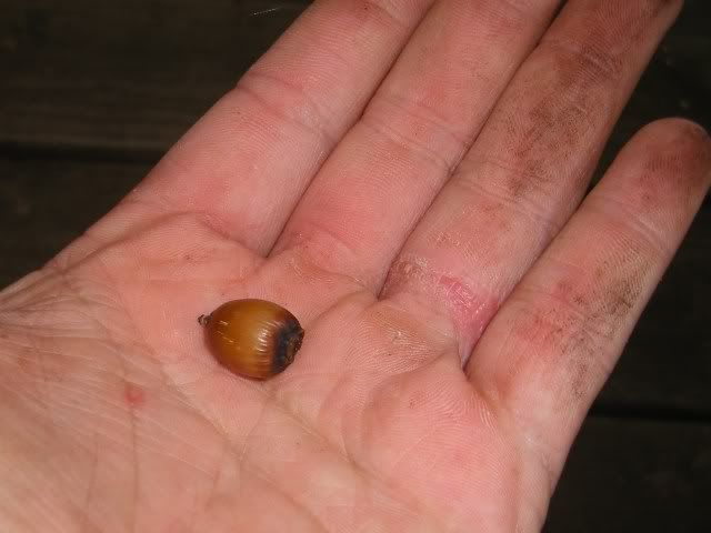 fig4025.jpg