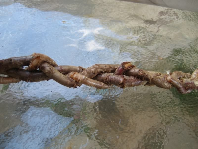 CedarRootBraid.jpg
