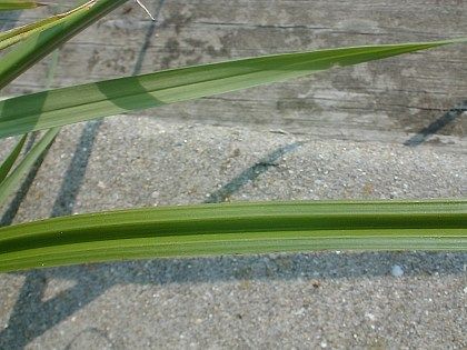yn_sedge2_zpsdwt94xfg.jpg