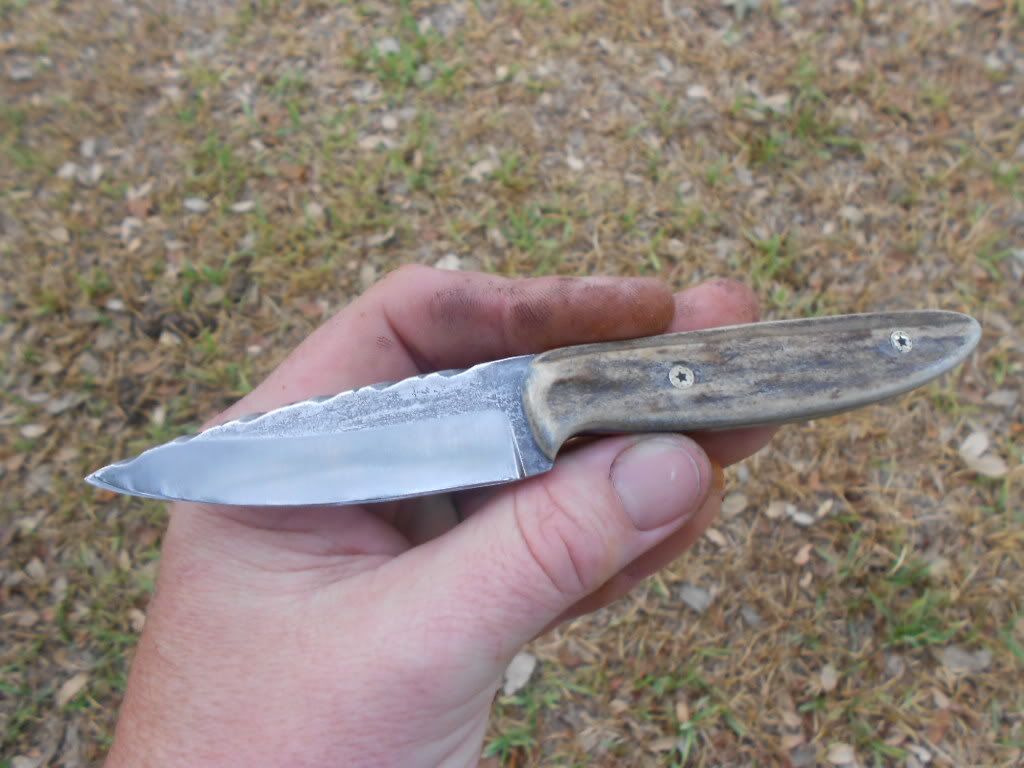 1095stag059.jpg