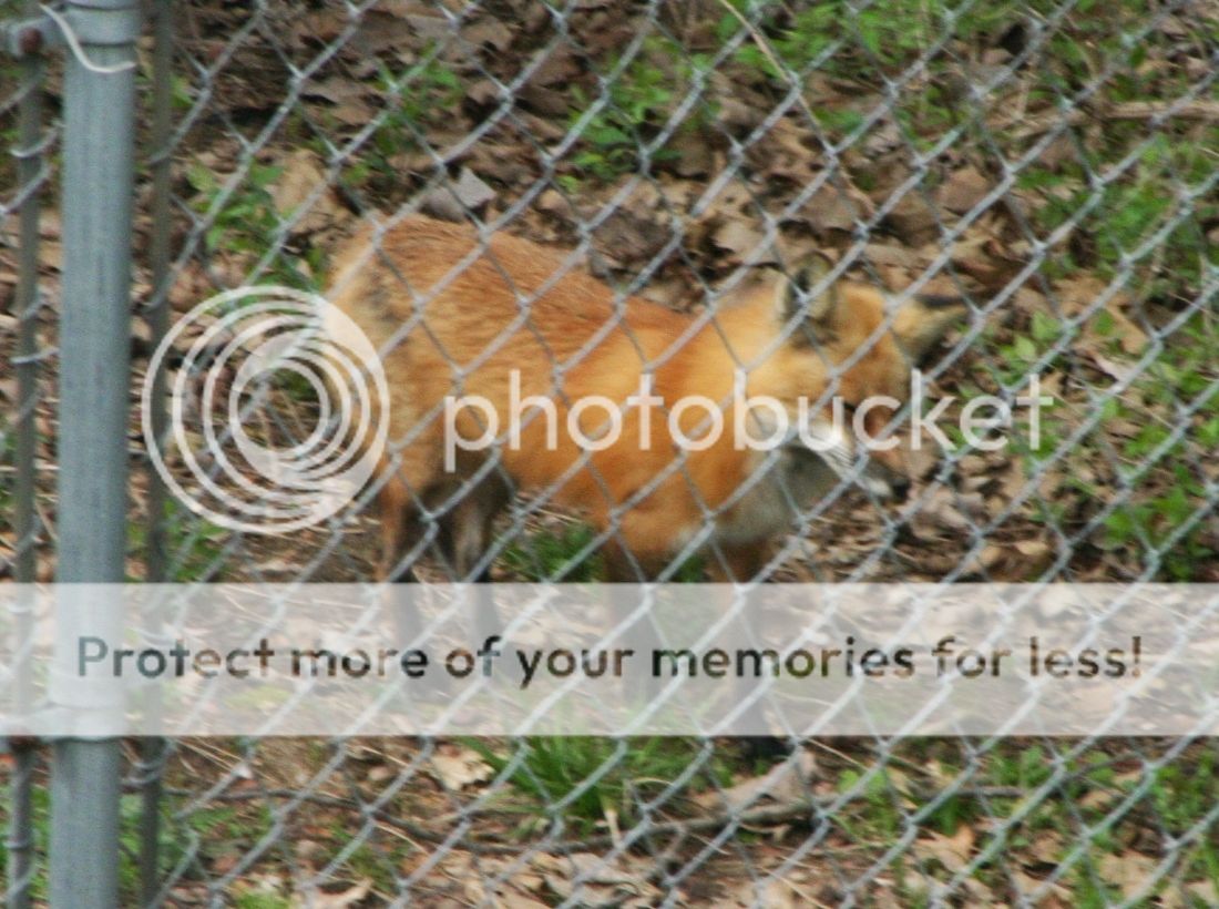 FoxatFence_zpsoglccnks.jpg~original
