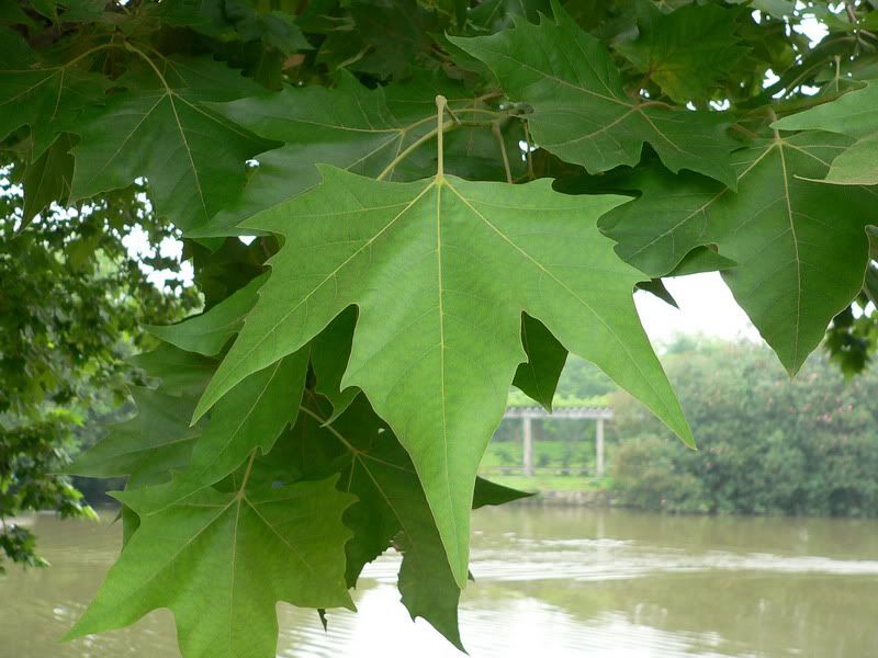 P1400291.jpg