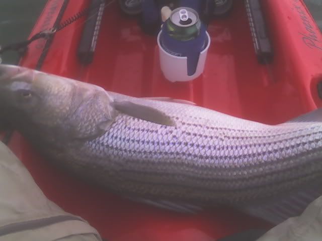striper22.jpg
