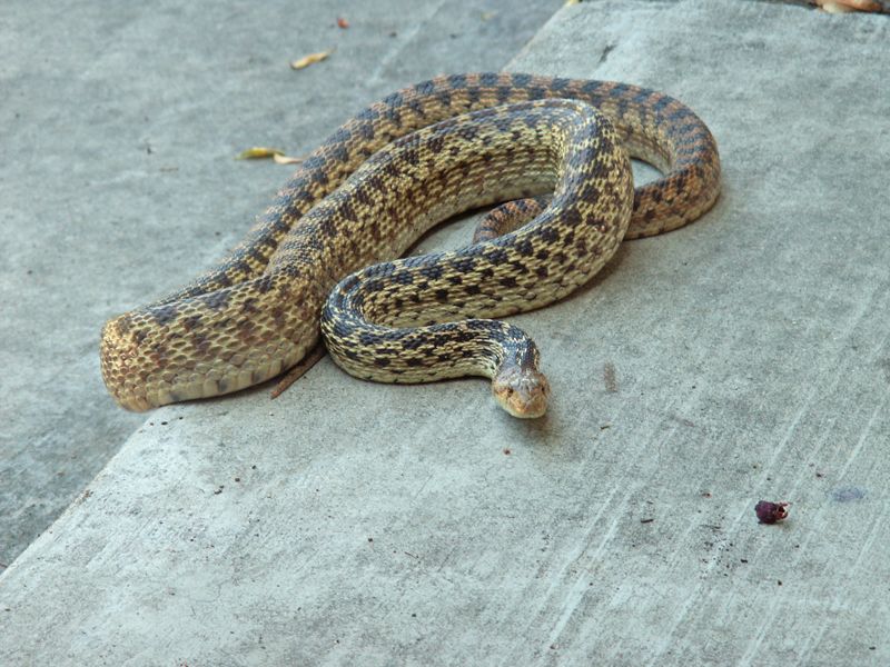 snakea.jpg