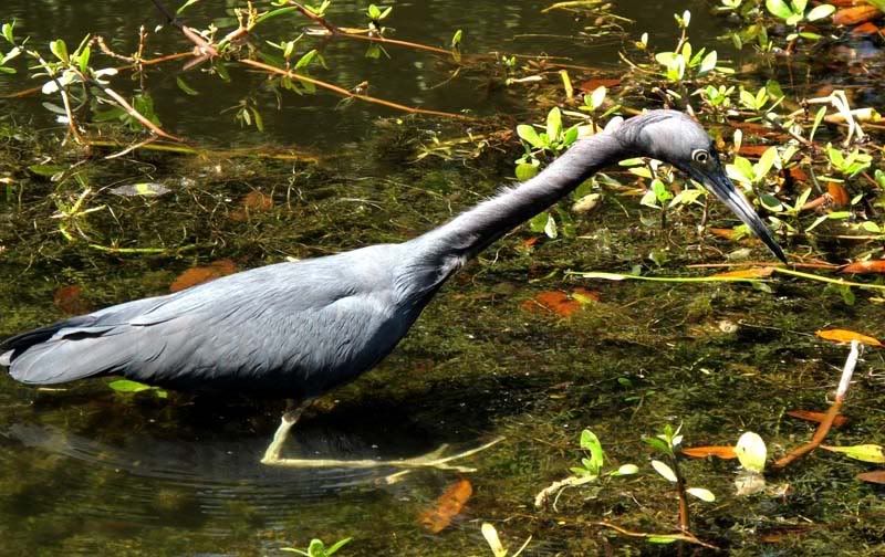 bird.jpg