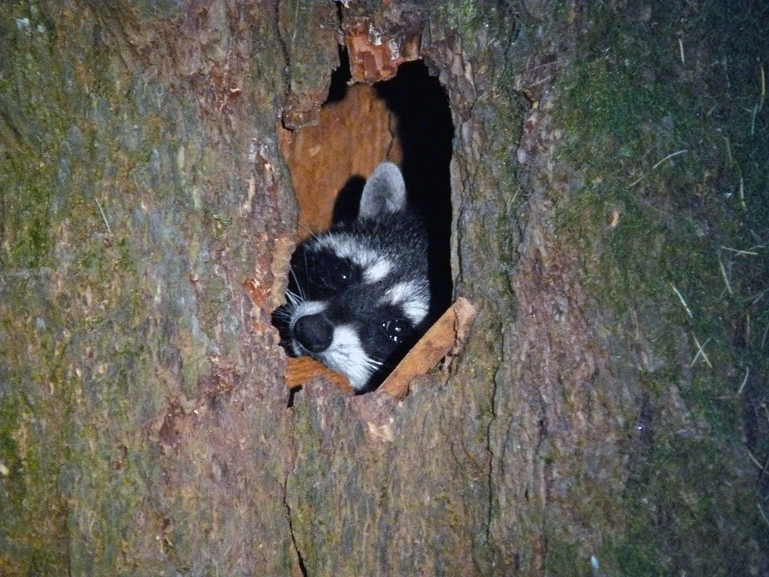 racoon2013close.jpg
