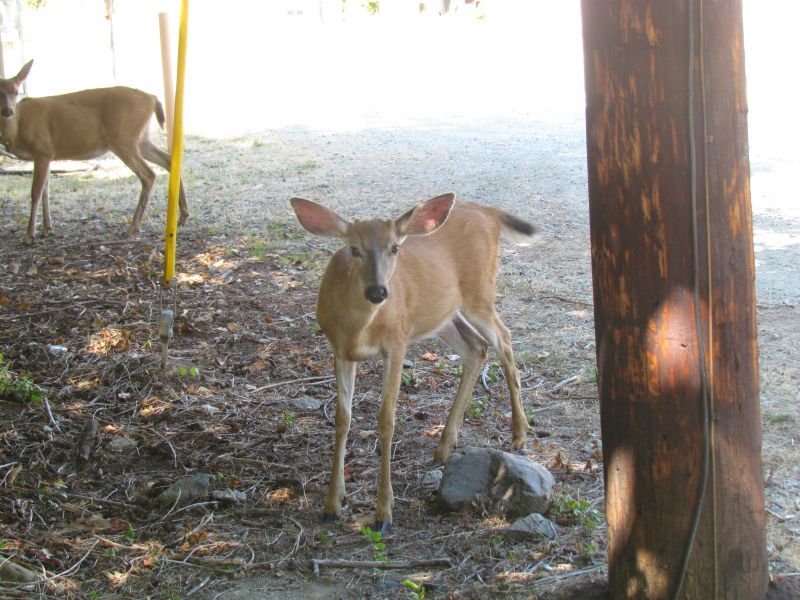 umqua055.jpg