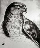 hawk_ava.jpg