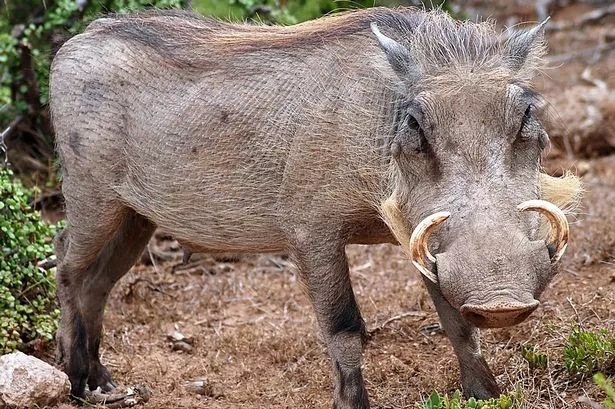 Wild-Boar.jpg