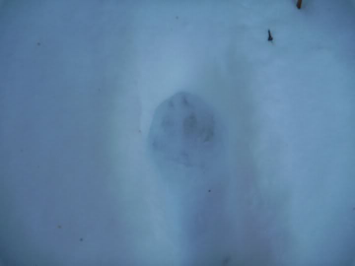 coyoteprint.jpg