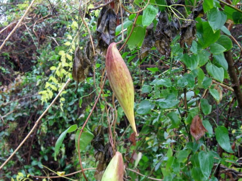 IMG_2815.jpg