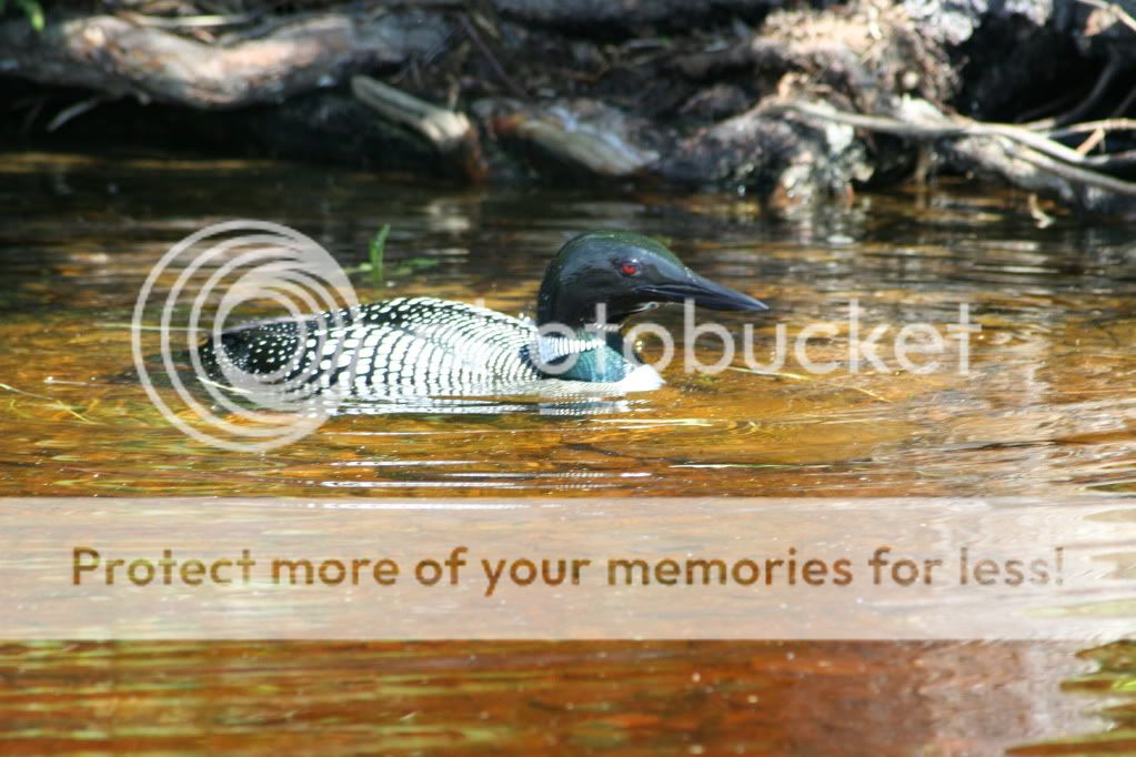 Loon.jpg