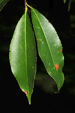 leaf1.jpg