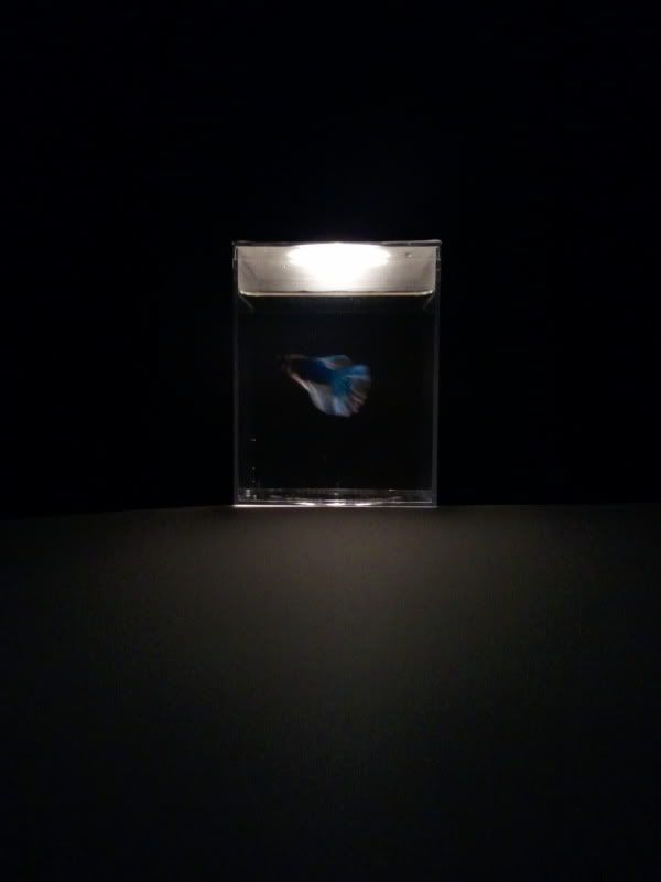 2012-12-13234703.jpg