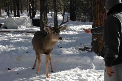 bigbuckfeed.jpg