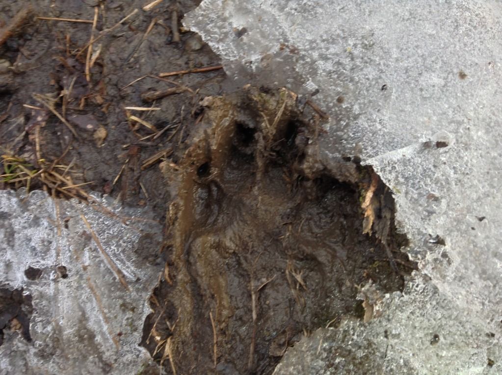 image_zpse74423ef.jpg