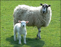 sheep-lamb.jpg
