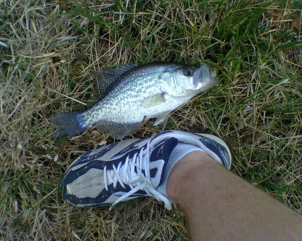 March2011pondcrappie.jpg