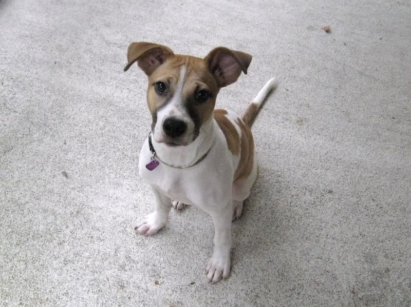 puppy002.jpg