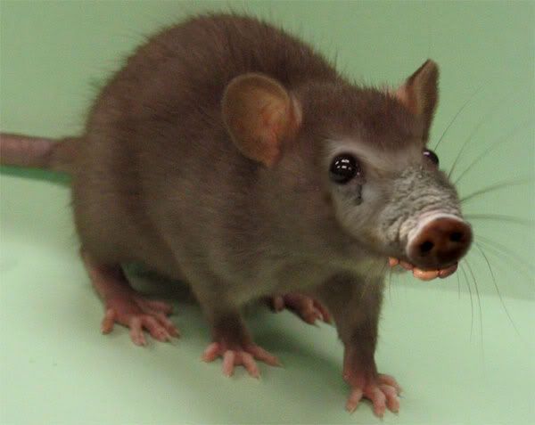 rat-pig.jpg