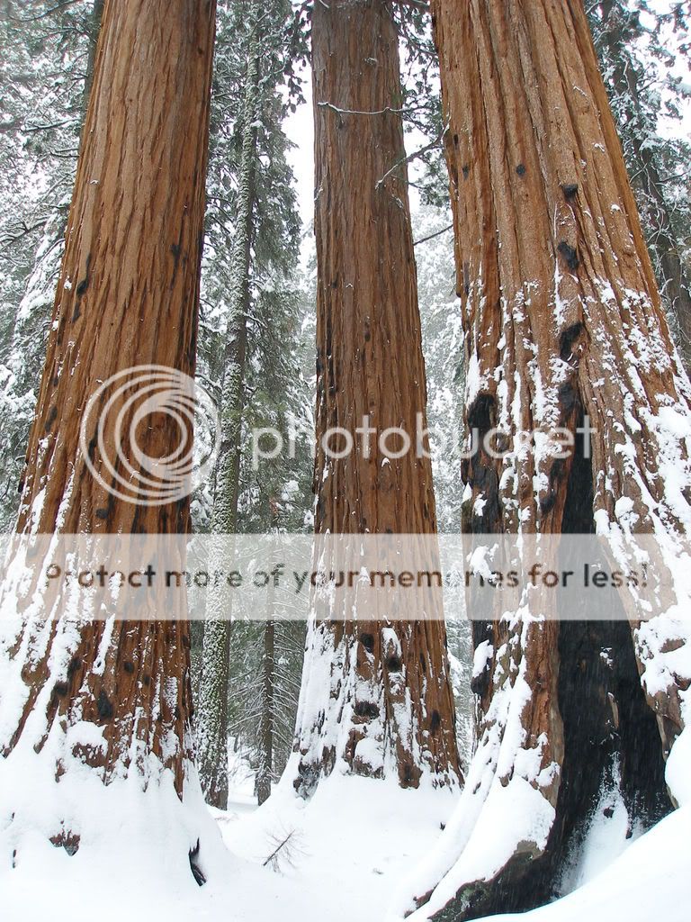 GiantForest2-7-09069.jpg