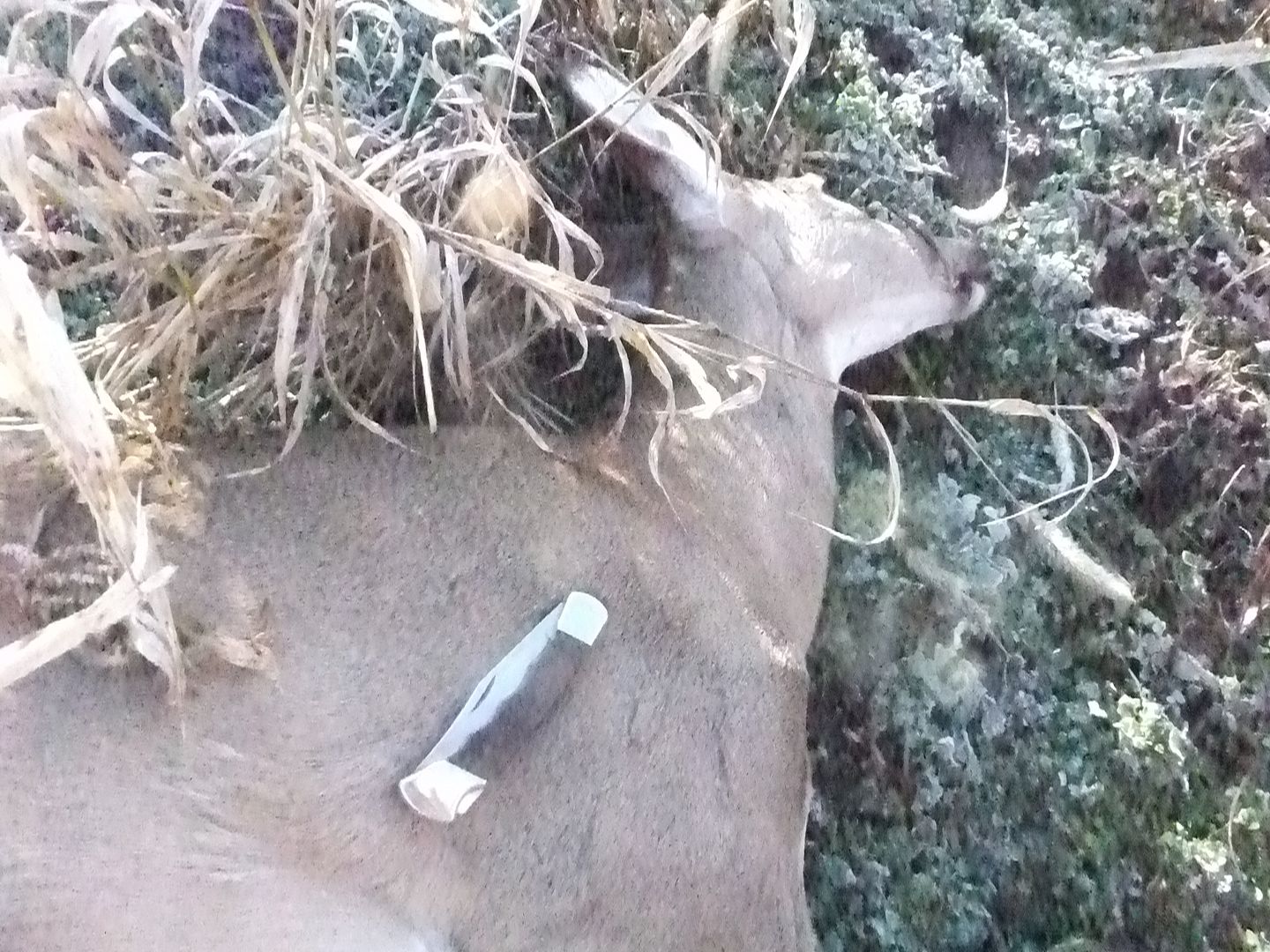 DSCF5236.jpg