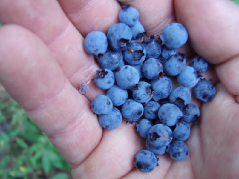 bwca2010hike044.jpg