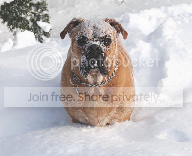 snowpuppy1.jpg