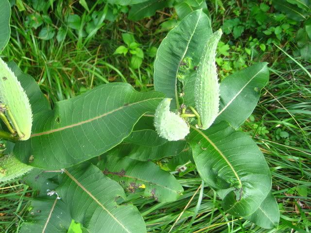 plants016.jpg